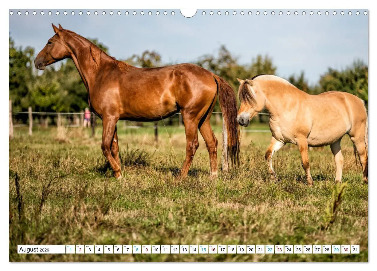 Bild: 9783457740057 | Durch das Jahr mit der Trakehner-Stute Fleur (Wandkalender 2026 DIN...