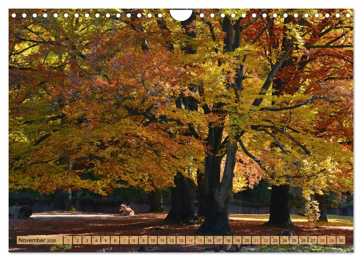 Bild: 9783457810057 | Mit Bäumen durchs Jahr (Wandkalender 2026 DIN A4 quer), CALVENDO...