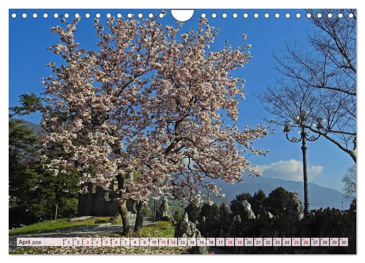 Bild: 9783457810057 | Mit Bäumen durchs Jahr (Wandkalender 2026 DIN A4 quer), CALVENDO...
