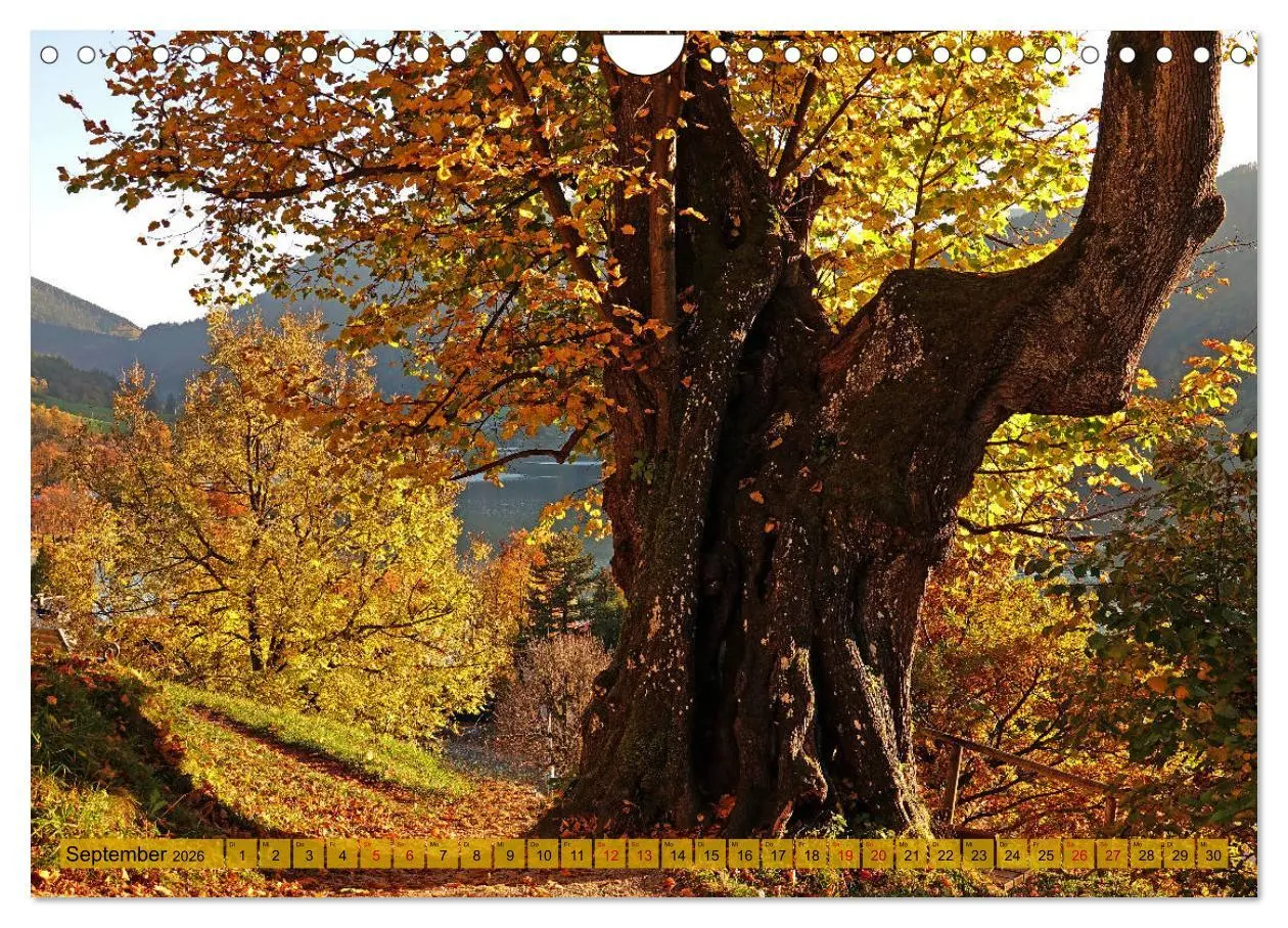 Bild: 9783457810057 | Mit Bäumen durchs Jahr (Wandkalender 2026 DIN A4 quer), CALVENDO...