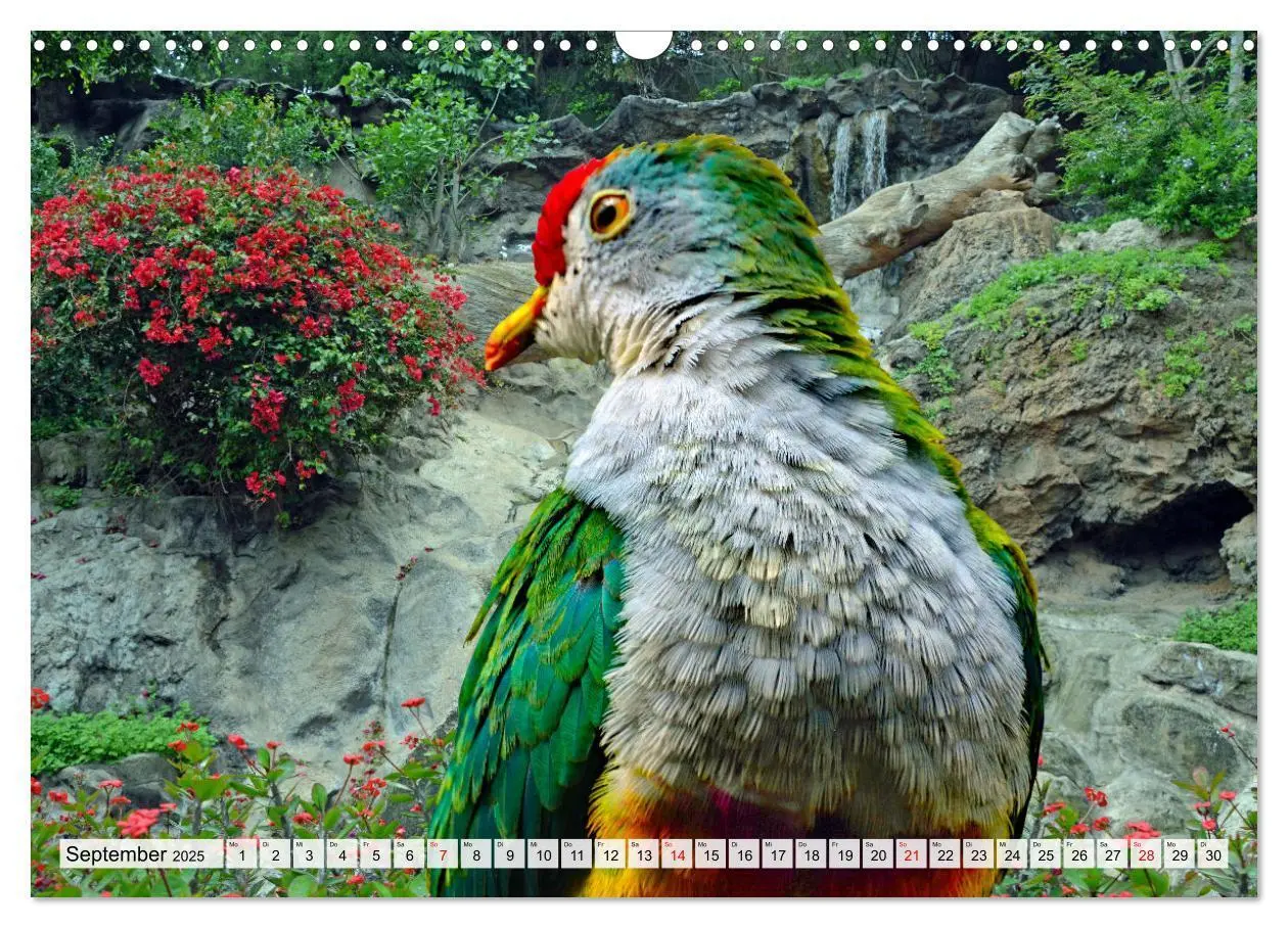 Bild: 9783383860157 | Wer gurrt denn da? (Wandkalender 2025 DIN A3 quer), CALVENDO...