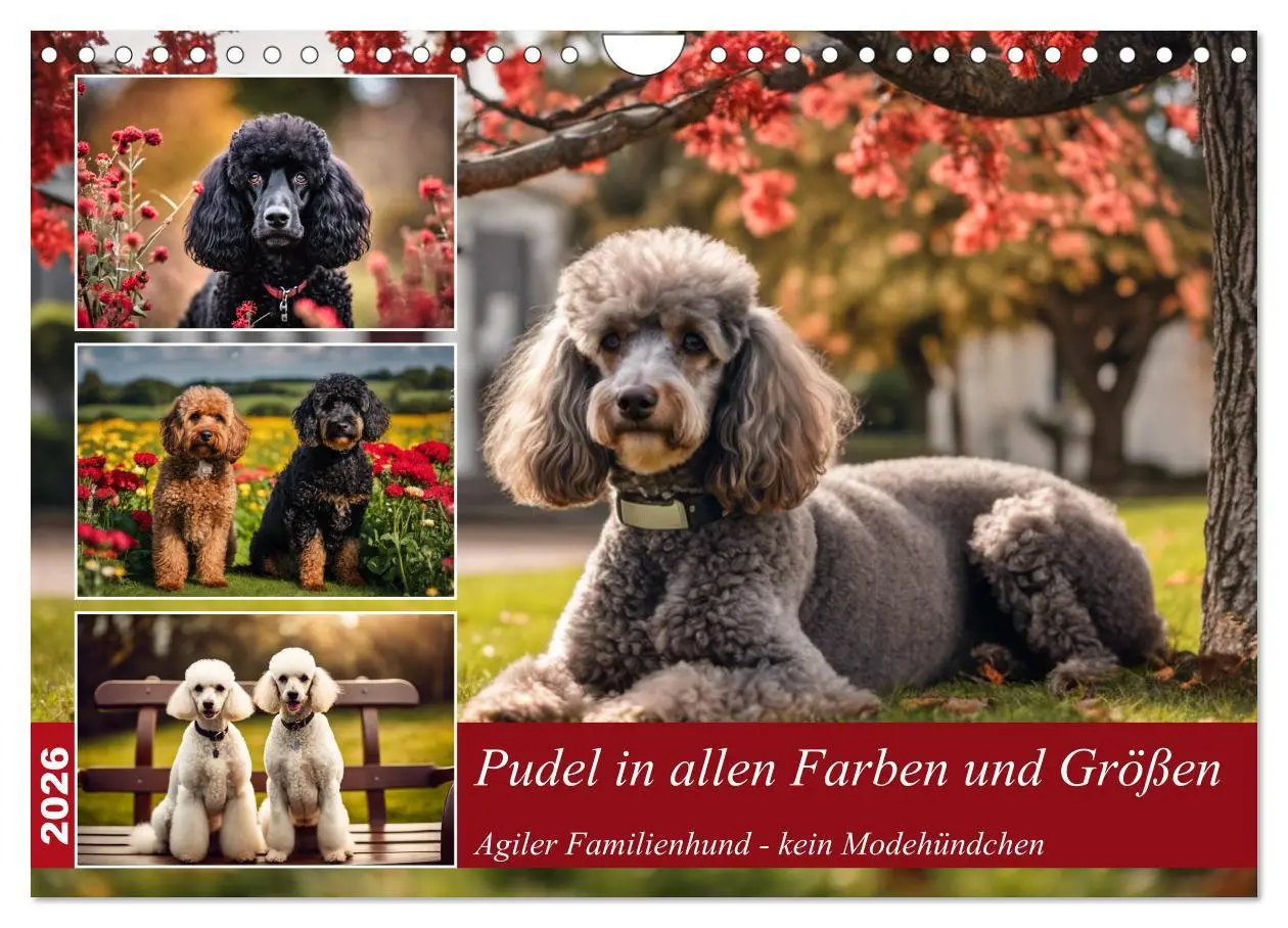 Cover: 9783457330357 | Pudel in allen Farben und Größen (Wandkalender 2026 DIN A4 quer),...