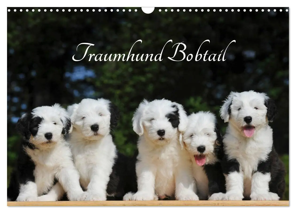 Cover: 9783516030457 | Traumhund Bobtail (Wandkalender 2026 DIN A3 quer), CALVENDO...