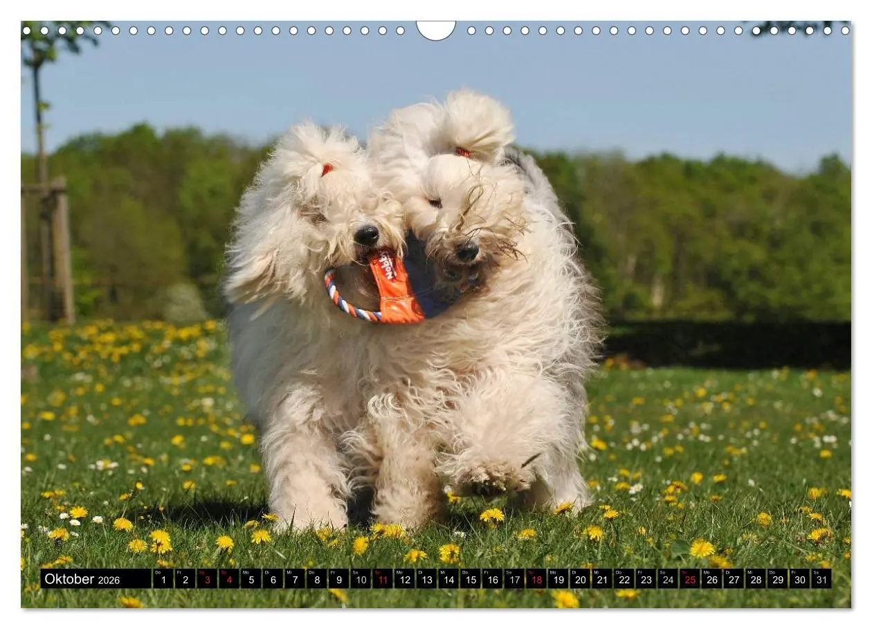 Bild: 9783516030457 | Traumhund Bobtail (Wandkalender 2026 DIN A3 quer), CALVENDO...