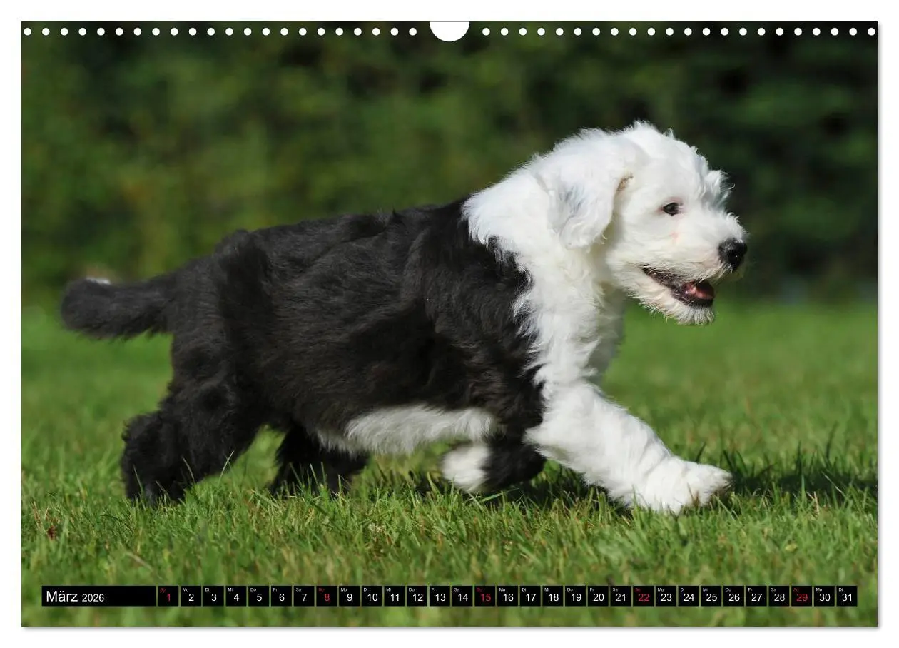 Bild: 9783516030457 | Traumhund Bobtail (Wandkalender 2026 DIN A3 quer), CALVENDO...