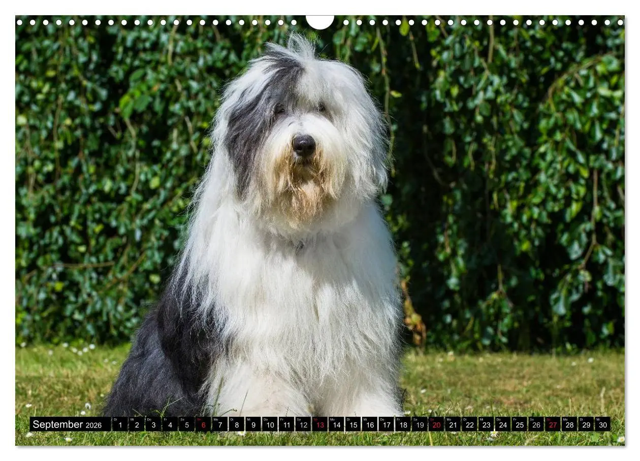 Bild: 9783516030457 | Traumhund Bobtail (Wandkalender 2026 DIN A3 quer), CALVENDO...