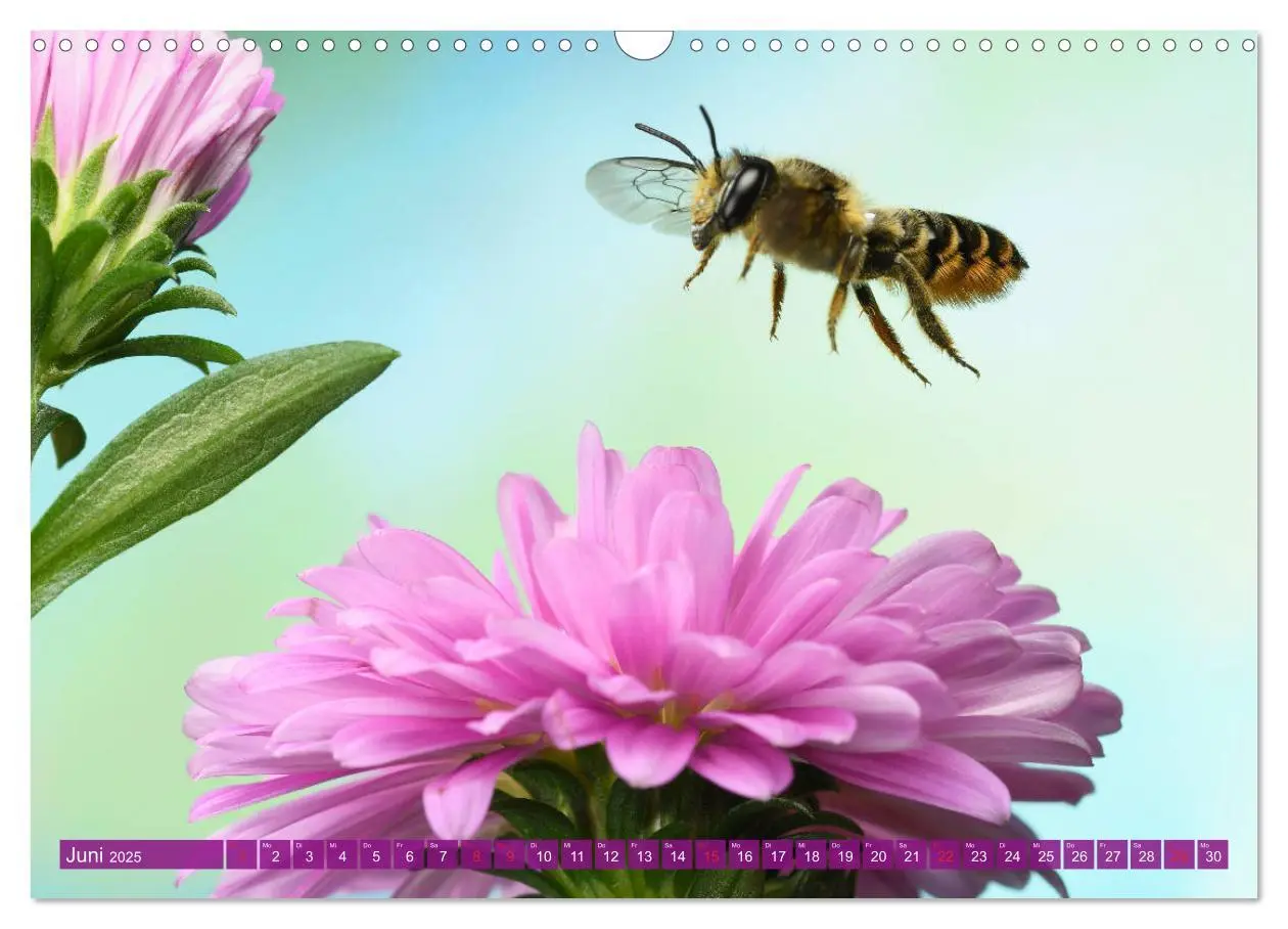 Bild: 9783435220557 | Sechs Beine in der Luft - Wildbienen im Flug (Wandkalender 2025 DIN...