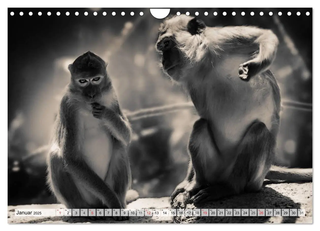 Bild: 9783435600557 | Wilde Tiere in schwarz-weiß (Wandkalender 2025 DIN A4 quer),...