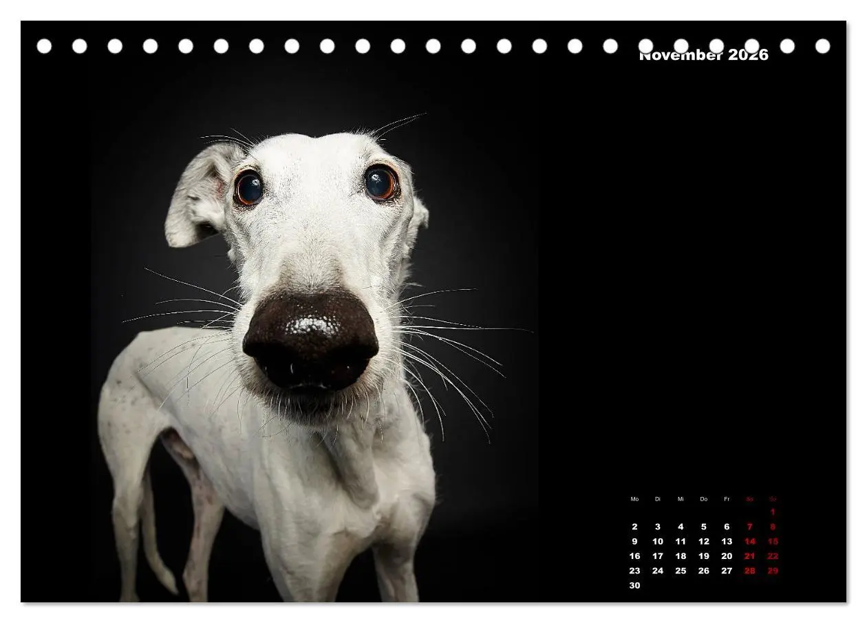 Bild: 9783457790557 | Die Stimme der Windhunde (Tischkalender 2026 DIN A5 quer), CALVENDO...