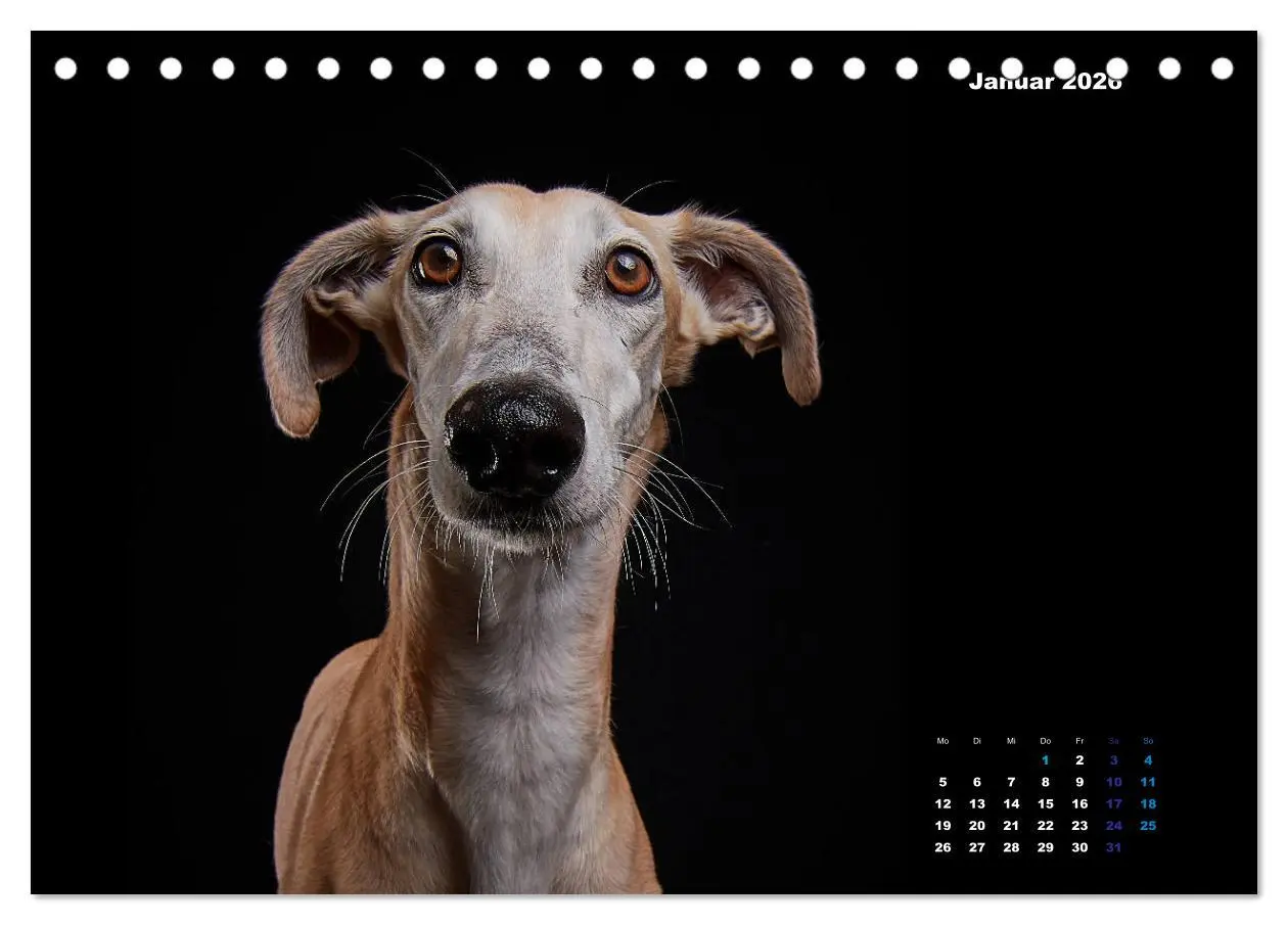 Bild: 9783457790557 | Die Stimme der Windhunde (Tischkalender 2026 DIN A5 quer), CALVENDO...