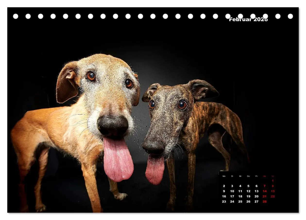 Bild: 9783457790557 | Die Stimme der Windhunde (Tischkalender 2026 DIN A5 quer), CALVENDO...