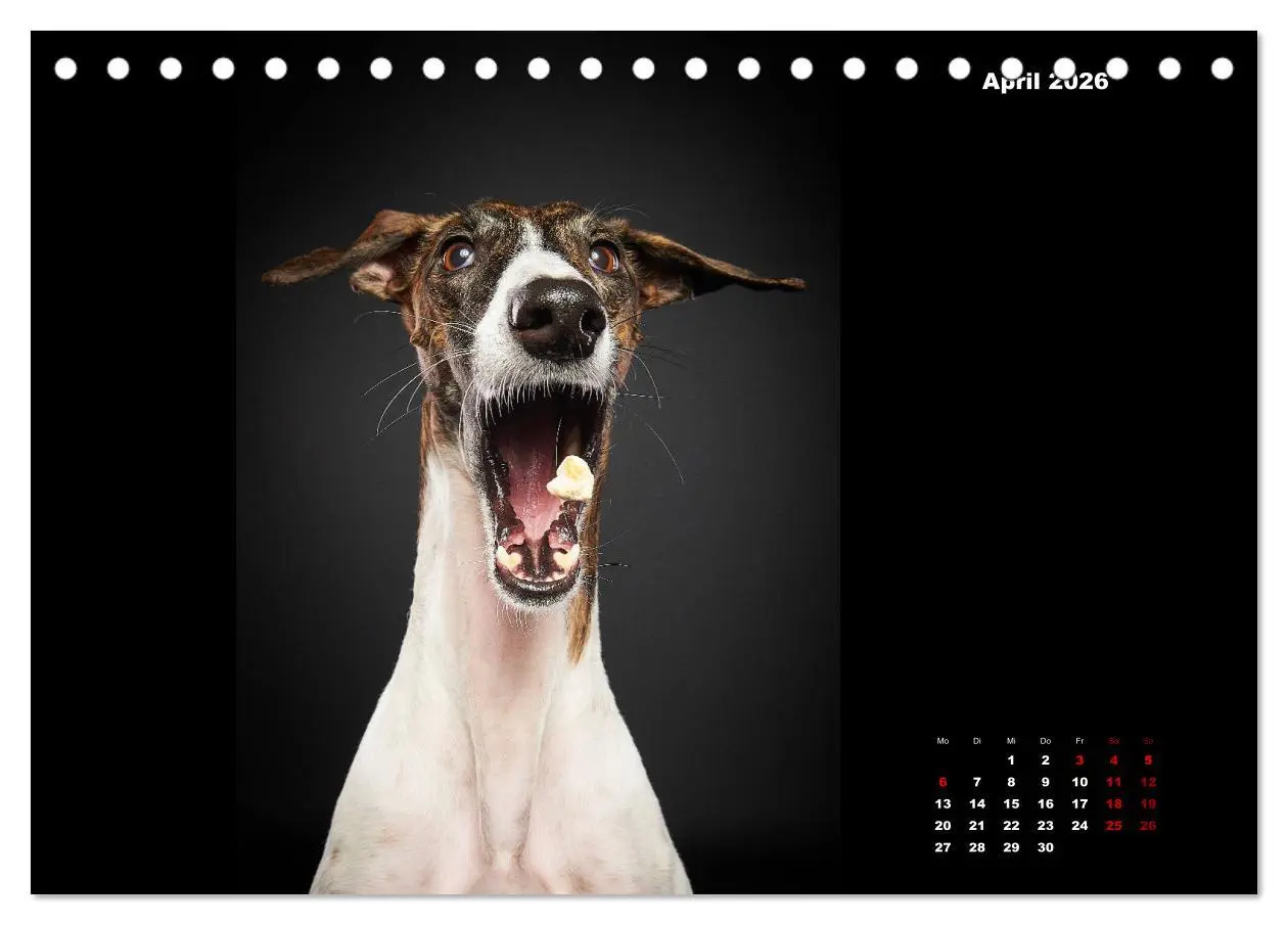 Bild: 9783457790557 | Die Stimme der Windhunde (Tischkalender 2026 DIN A5 quer), CALVENDO...