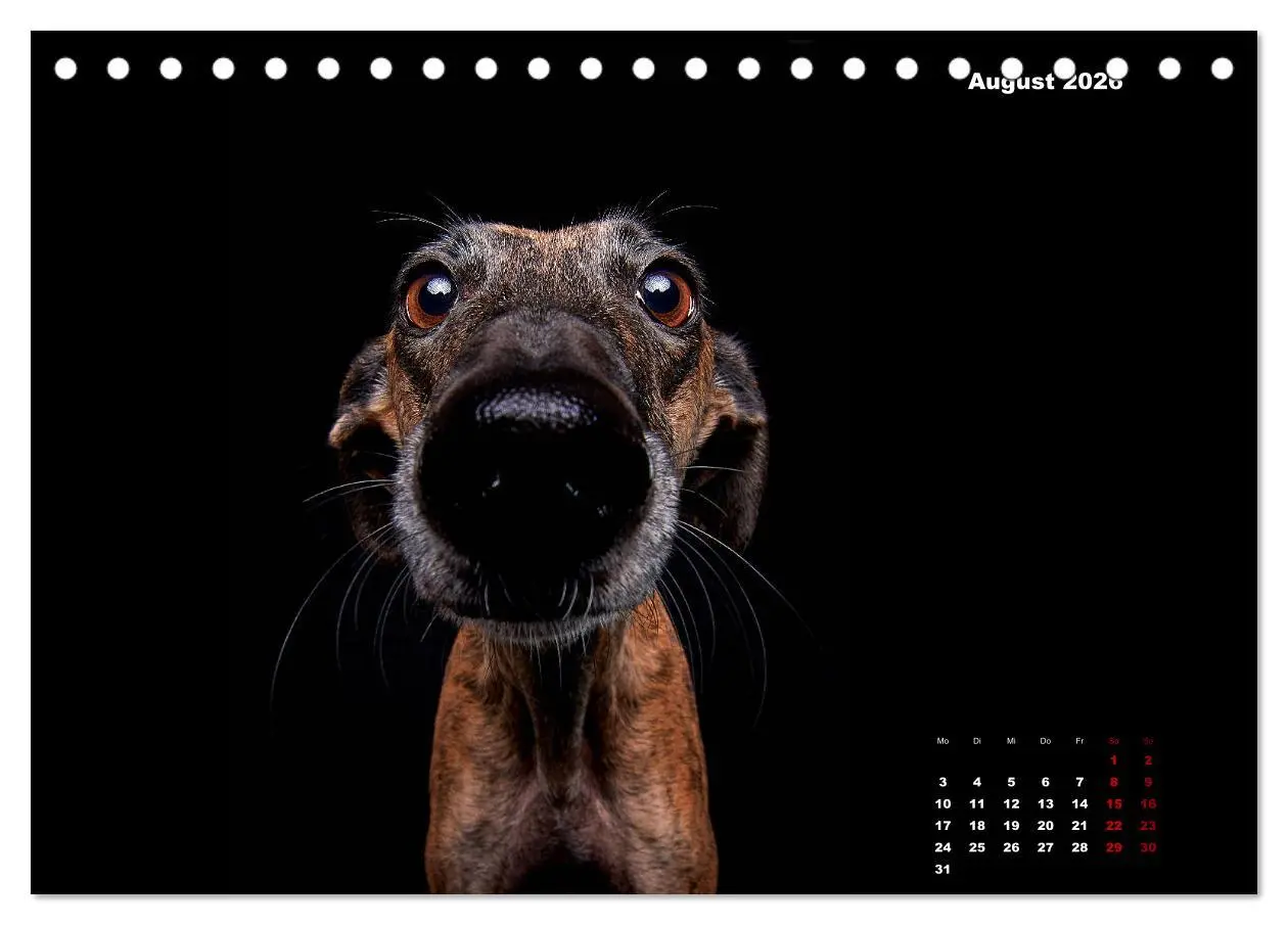 Bild: 9783457790557 | Die Stimme der Windhunde (Tischkalender 2026 DIN A5 quer), CALVENDO...