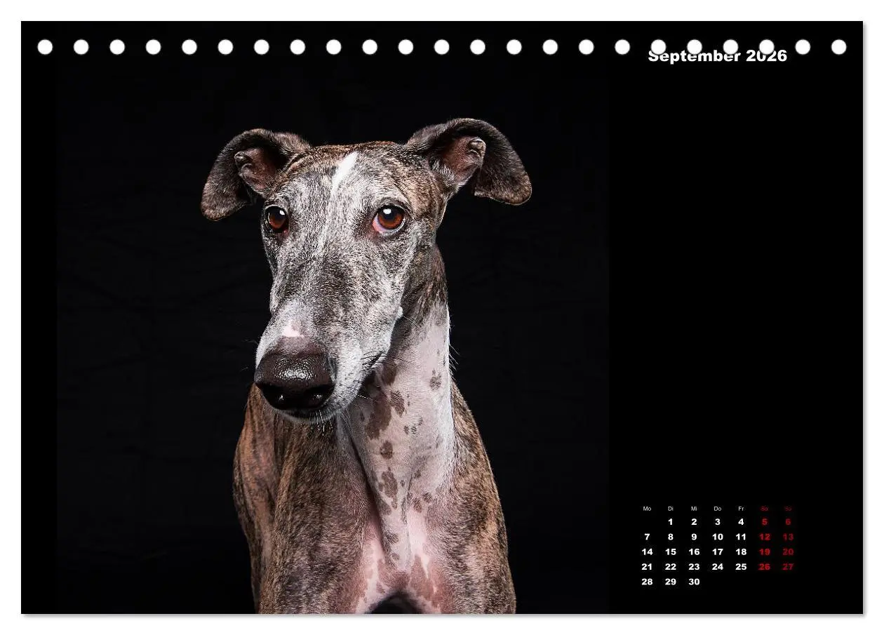 Bild: 9783457790557 | Die Stimme der Windhunde (Tischkalender 2026 DIN A5 quer), CALVENDO...