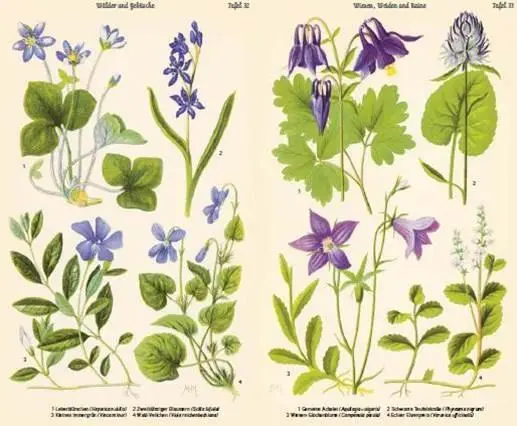 Bild: 9783421040657 | Bilder-Atlas der Frühlingsblumen | Buch | 72 S. | Deutsch | 2018 | DVA