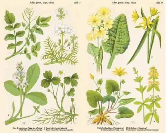 Bild: 9783421040657 | Bilder-Atlas der Frühlingsblumen | Buch | 72 S. | Deutsch | 2018 | DVA