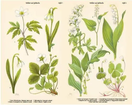 Bild: 9783421040657 | Bilder-Atlas der Frühlingsblumen | Buch | 72 S. | Deutsch | 2018 | DVA