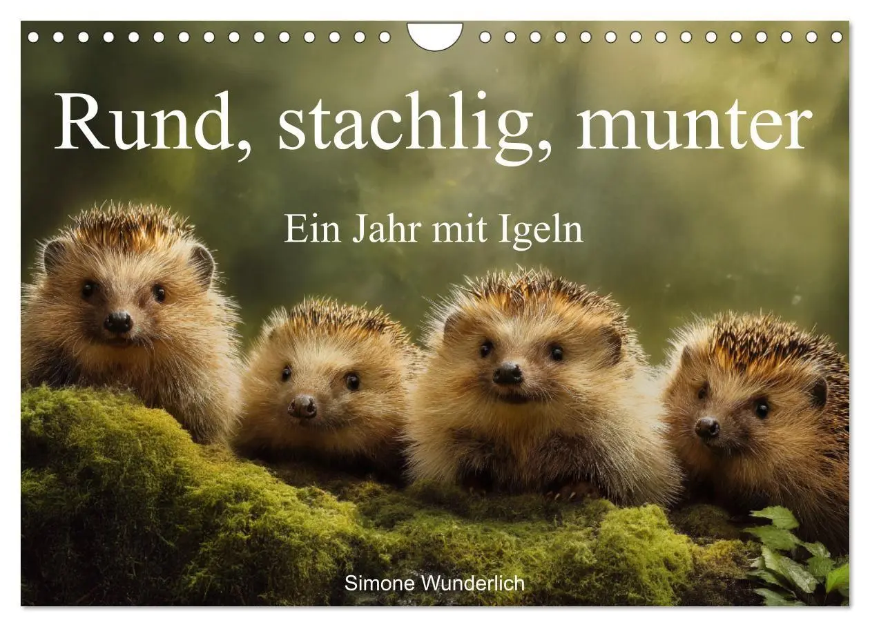 Cover: 9783516940657 | Rund, stachlig, munter - Ein Jahr mit Igeln (Wandkalender 2027 DIN...