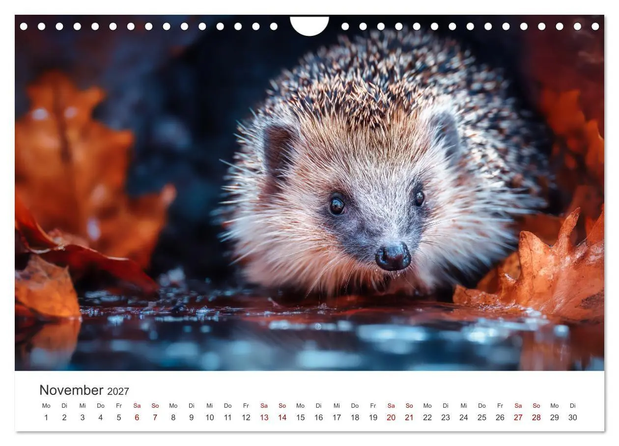 Bild: 9783516940657 | Rund, stachlig, munter - Ein Jahr mit Igeln (Wandkalender 2027 DIN...