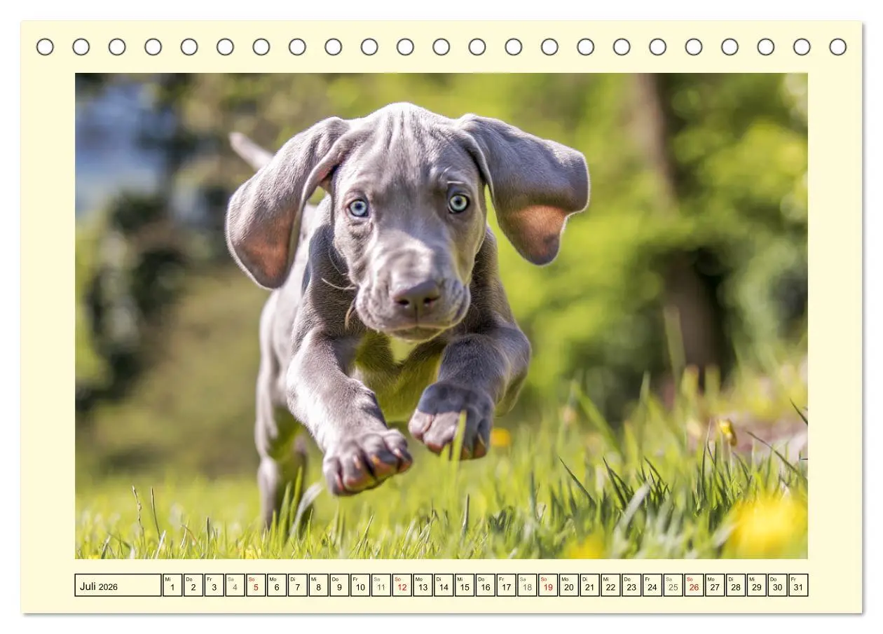Bild: 9783457910757 | Edle Weimaraner. Loyale Silberseelen im Licht der Natur...