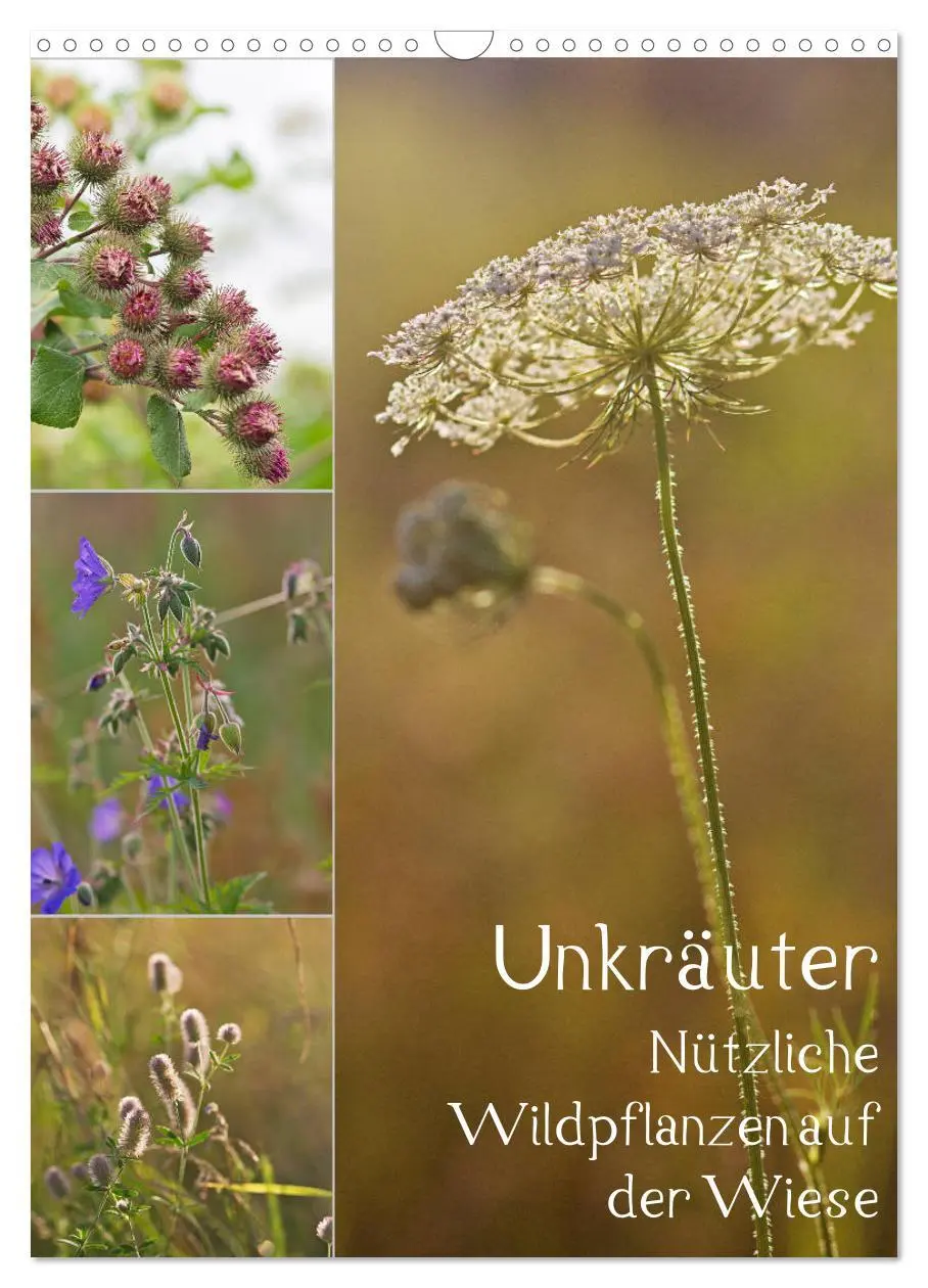 Cover: 9783516421057 | Unkräuter - Nützliche Wildpflanzen auf der Wiese (Wandkalender 2026...