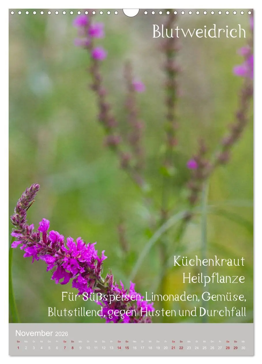 Bild: 9783516421057 | Unkräuter - Nützliche Wildpflanzen auf der Wiese (Wandkalender 2026...