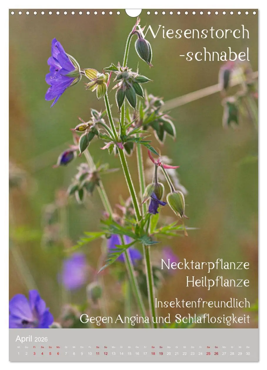 Bild: 9783516421057 | Unkräuter - Nützliche Wildpflanzen auf der Wiese (Wandkalender 2026...