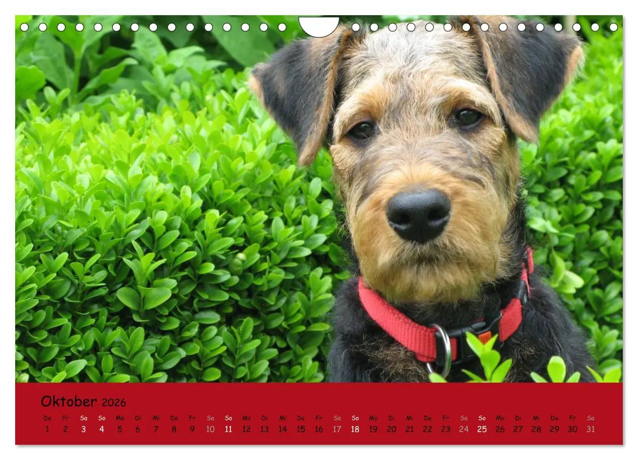 Bild: 9783516101157 | Airedale Terrier (Wandkalender 2026 DIN A4 quer), CALVENDO...