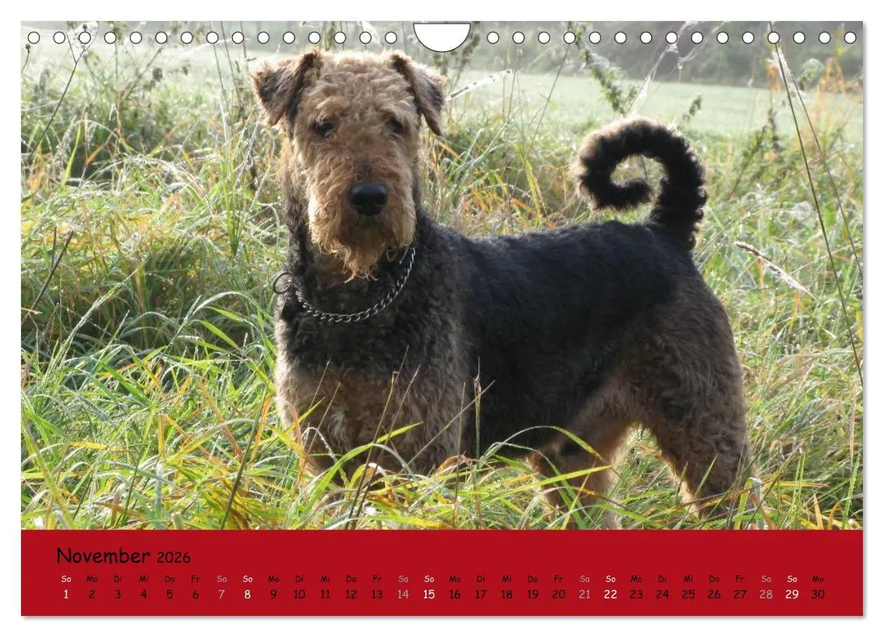 Bild: 9783516101157 | Airedale Terrier (Wandkalender 2026 DIN A4 quer), CALVENDO...