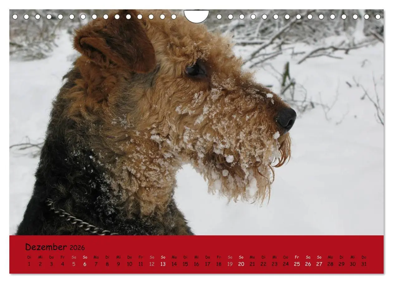 Bild: 9783516101157 | Airedale Terrier (Wandkalender 2026 DIN A4 quer), CALVENDO...