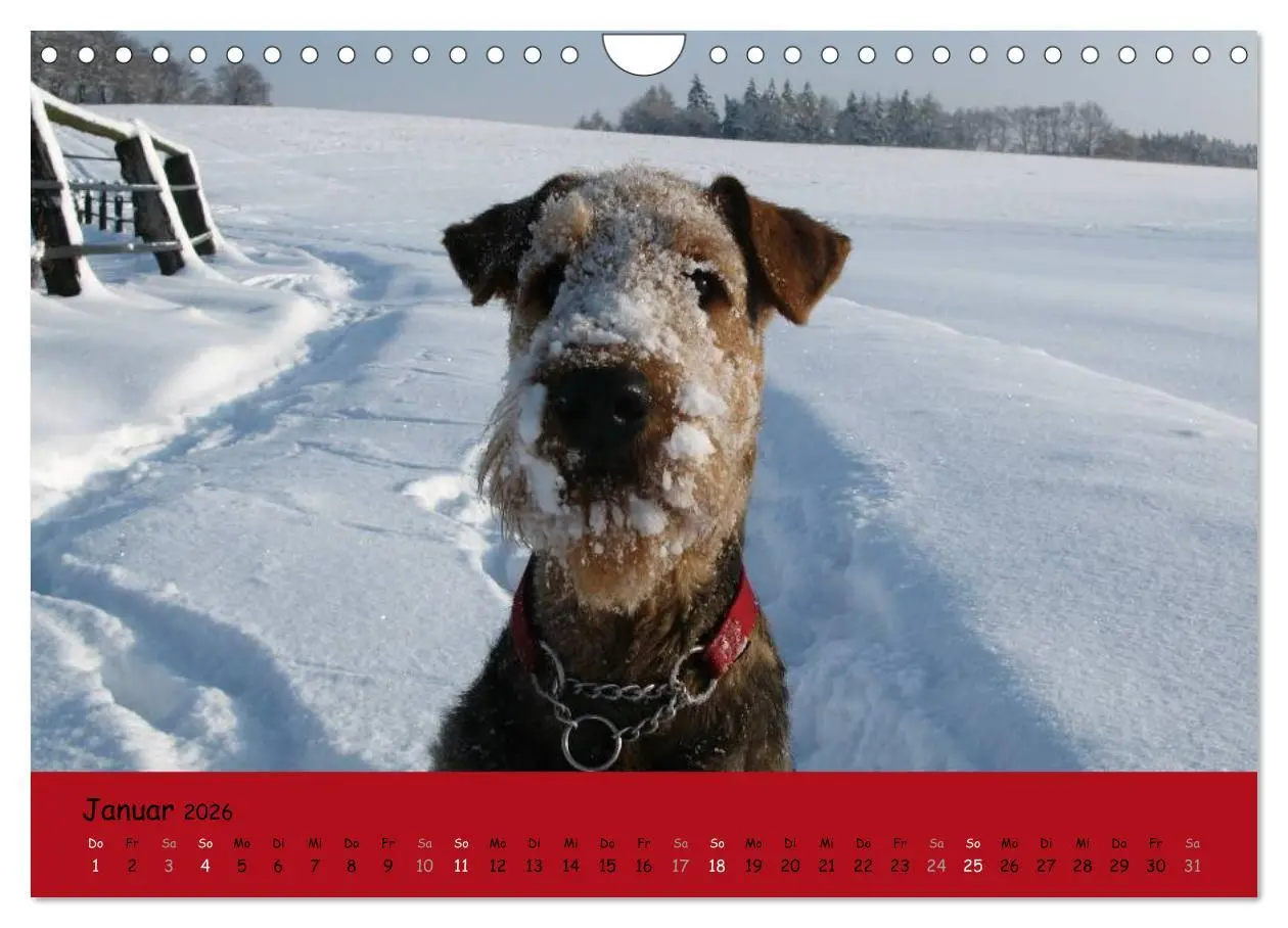 Bild: 9783516101157 | Airedale Terrier (Wandkalender 2026 DIN A4 quer), CALVENDO...