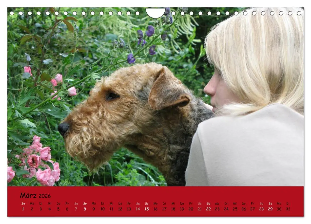 Bild: 9783516101157 | Airedale Terrier (Wandkalender 2026 DIN A4 quer), CALVENDO...