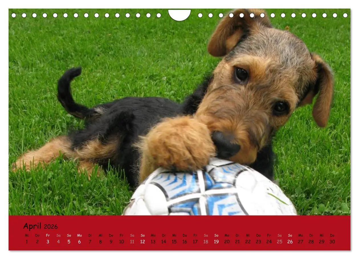 Bild: 9783516101157 | Airedale Terrier (Wandkalender 2026 DIN A4 quer), CALVENDO...