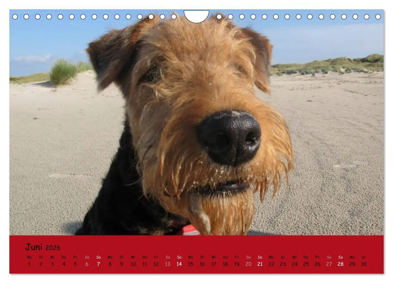 Bild: 9783516101157 | Airedale Terrier (Wandkalender 2026 DIN A4 quer), CALVENDO...