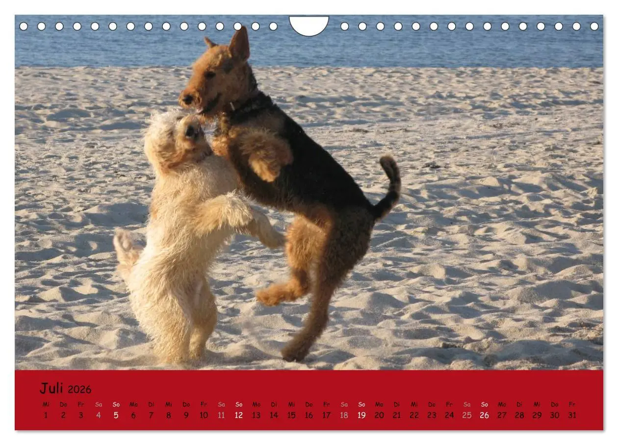 Bild: 9783516101157 | Airedale Terrier (Wandkalender 2026 DIN A4 quer), CALVENDO...