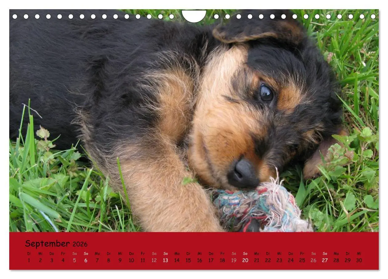 Bild: 9783516101157 | Airedale Terrier (Wandkalender 2026 DIN A4 quer), CALVENDO...