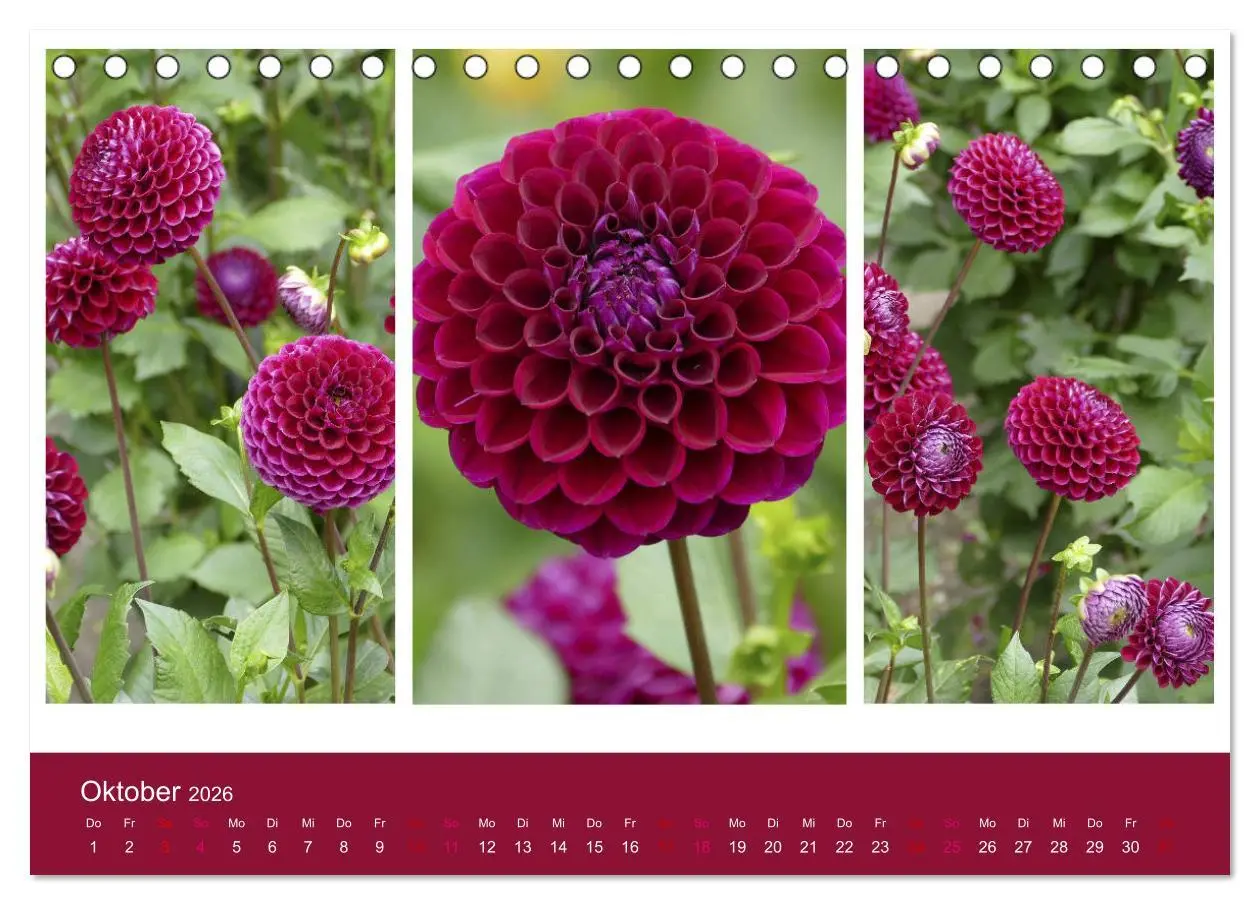 Bild: 9783457861257 | Dahlien-Triplets (Tischkalender 2026 DIN A5 quer), CALVENDO...