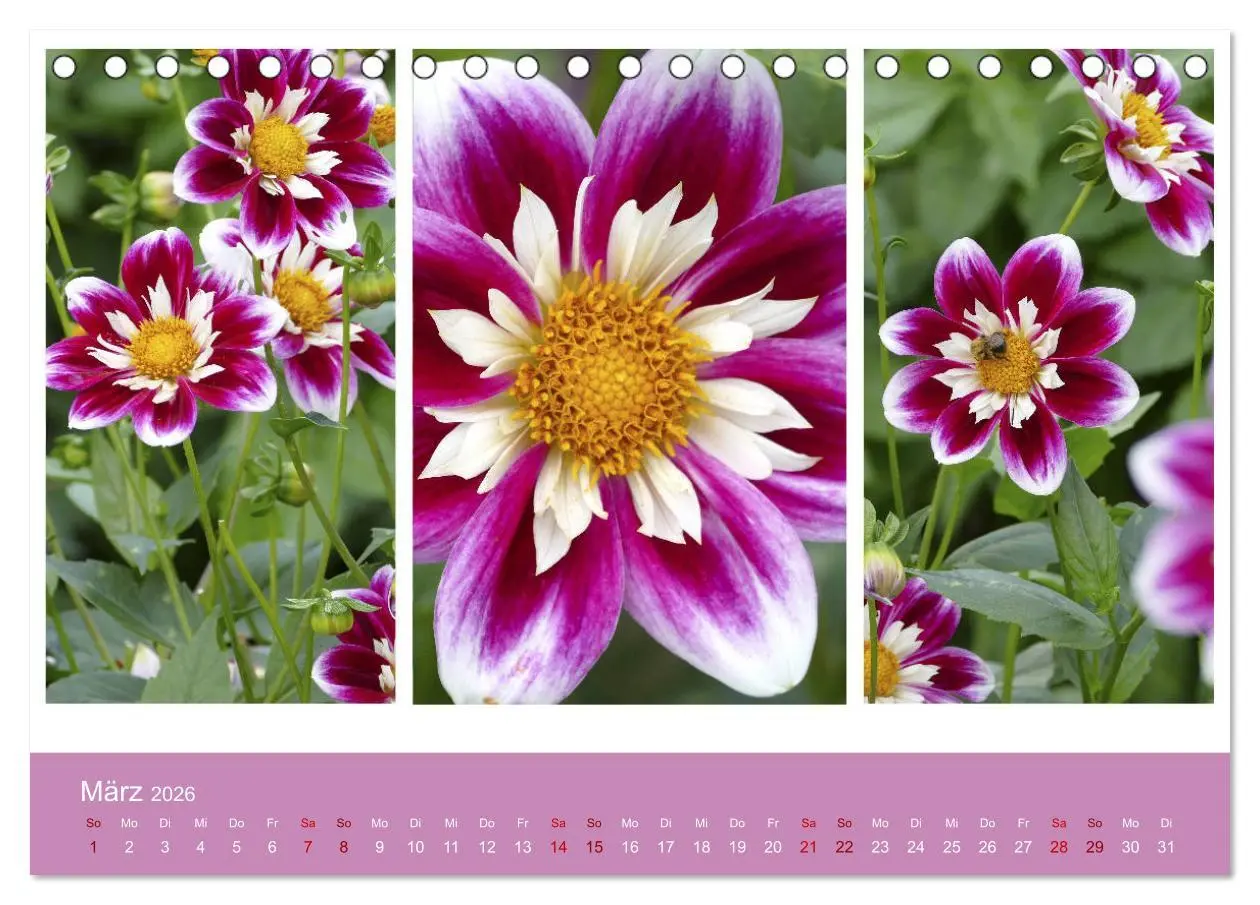 Bild: 9783457861257 | Dahlien-Triplets (Tischkalender 2026 DIN A5 quer), CALVENDO...