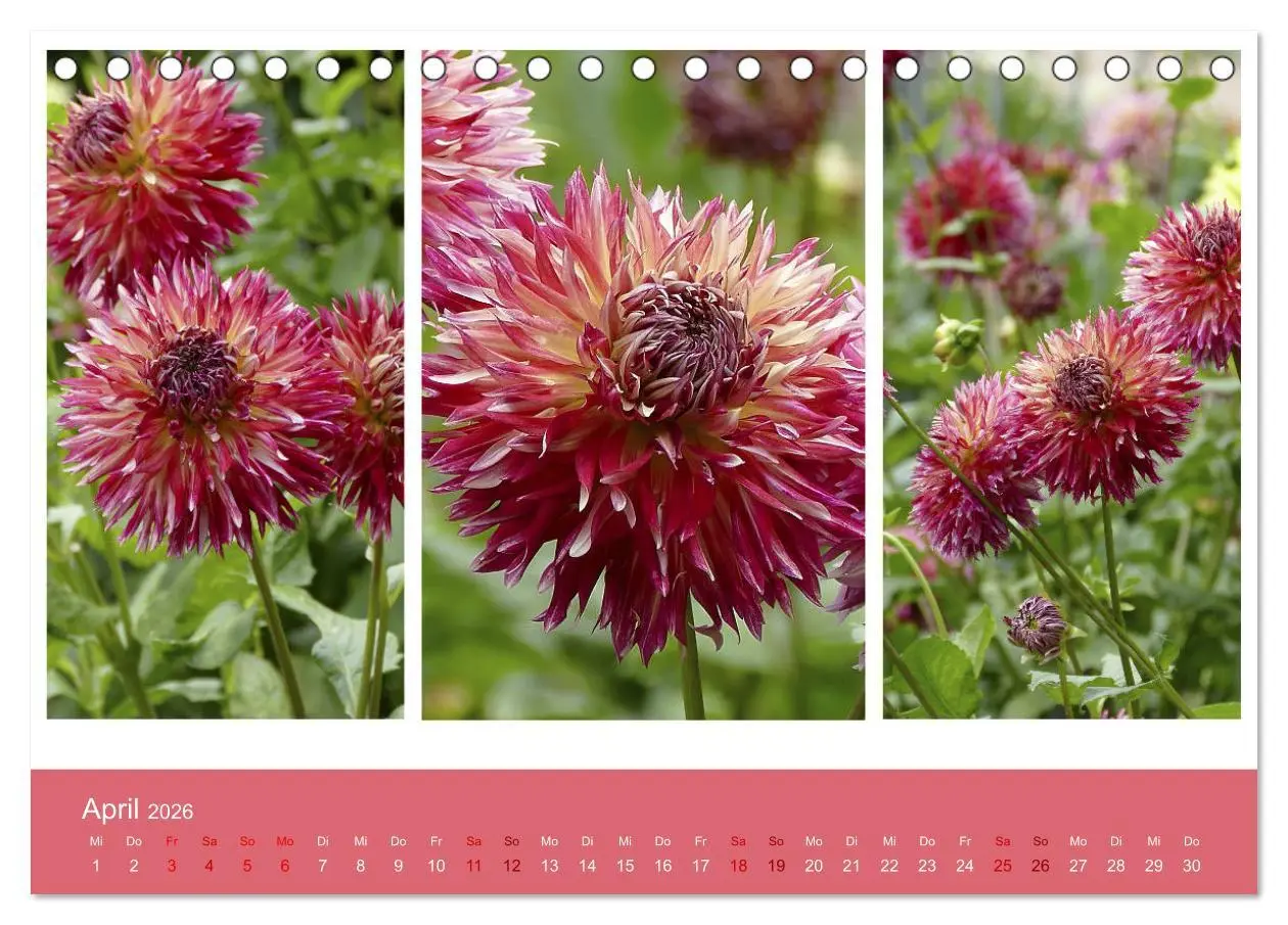 Bild: 9783457861257 | Dahlien-Triplets (Tischkalender 2026 DIN A5 quer), CALVENDO...