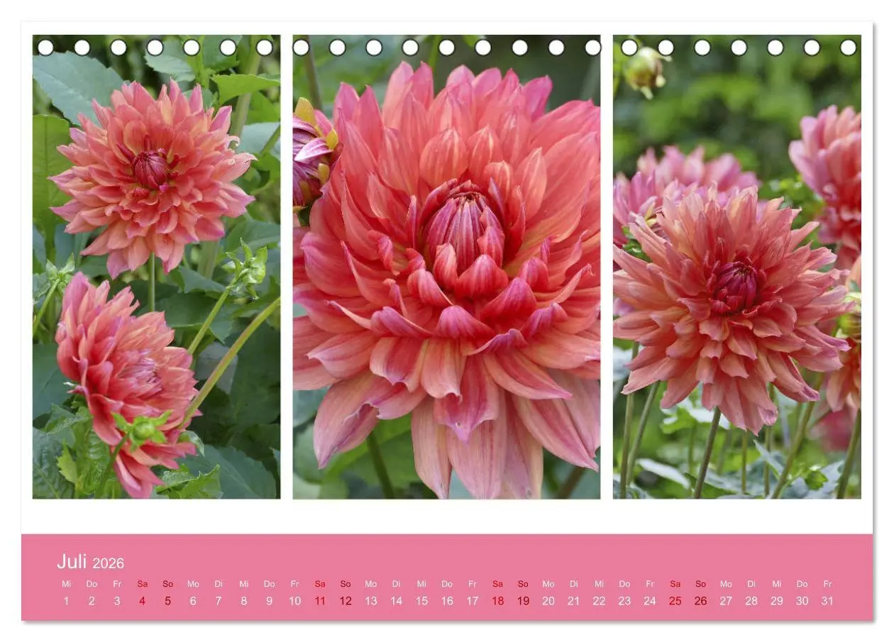 Bild: 9783457861257 | Dahlien-Triplets (Tischkalender 2026 DIN A5 quer), CALVENDO...