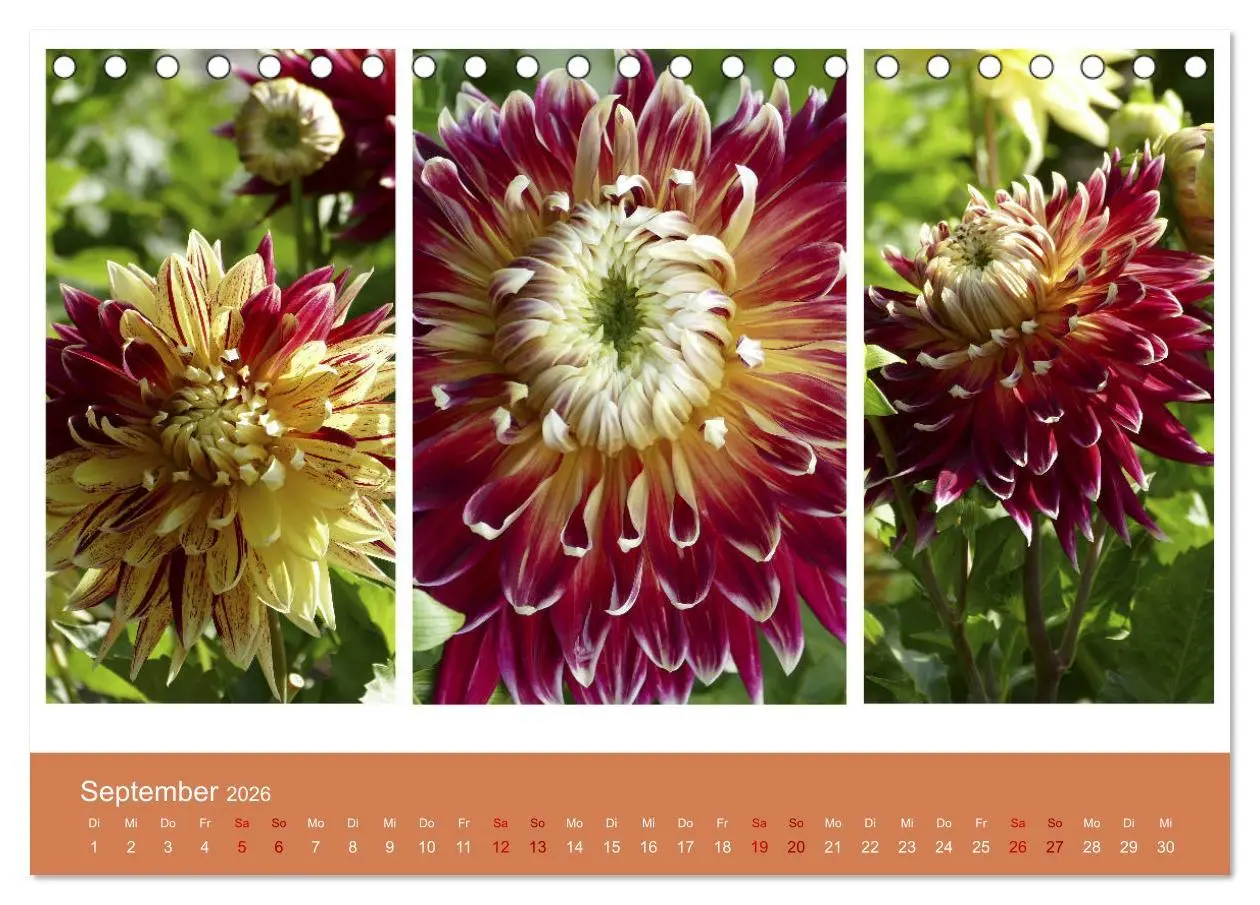 Bild: 9783457861257 | Dahlien-Triplets (Tischkalender 2026 DIN A5 quer), CALVENDO...