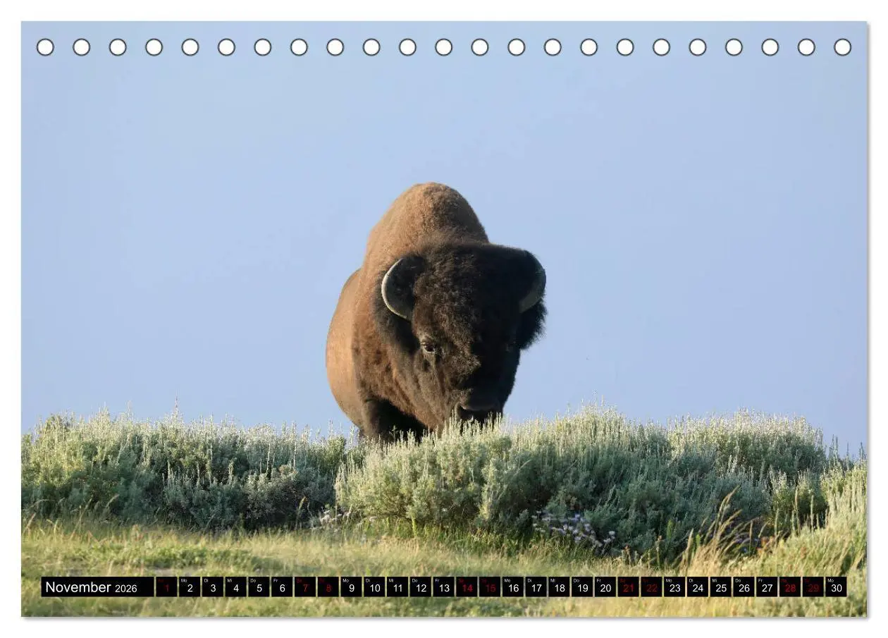 Bild: 9783457931257 | Wunderwelt Yellowstone 2026 (Tischkalender 2026 DIN A5 quer),...