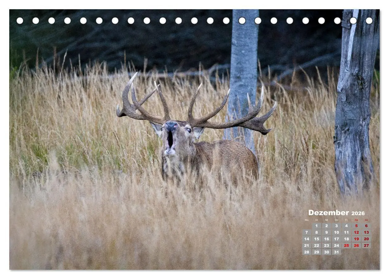 Bild: 9783457611357 | Krafttier Hirsch (Tischkalender 2026 DIN A5 quer), CALVENDO...