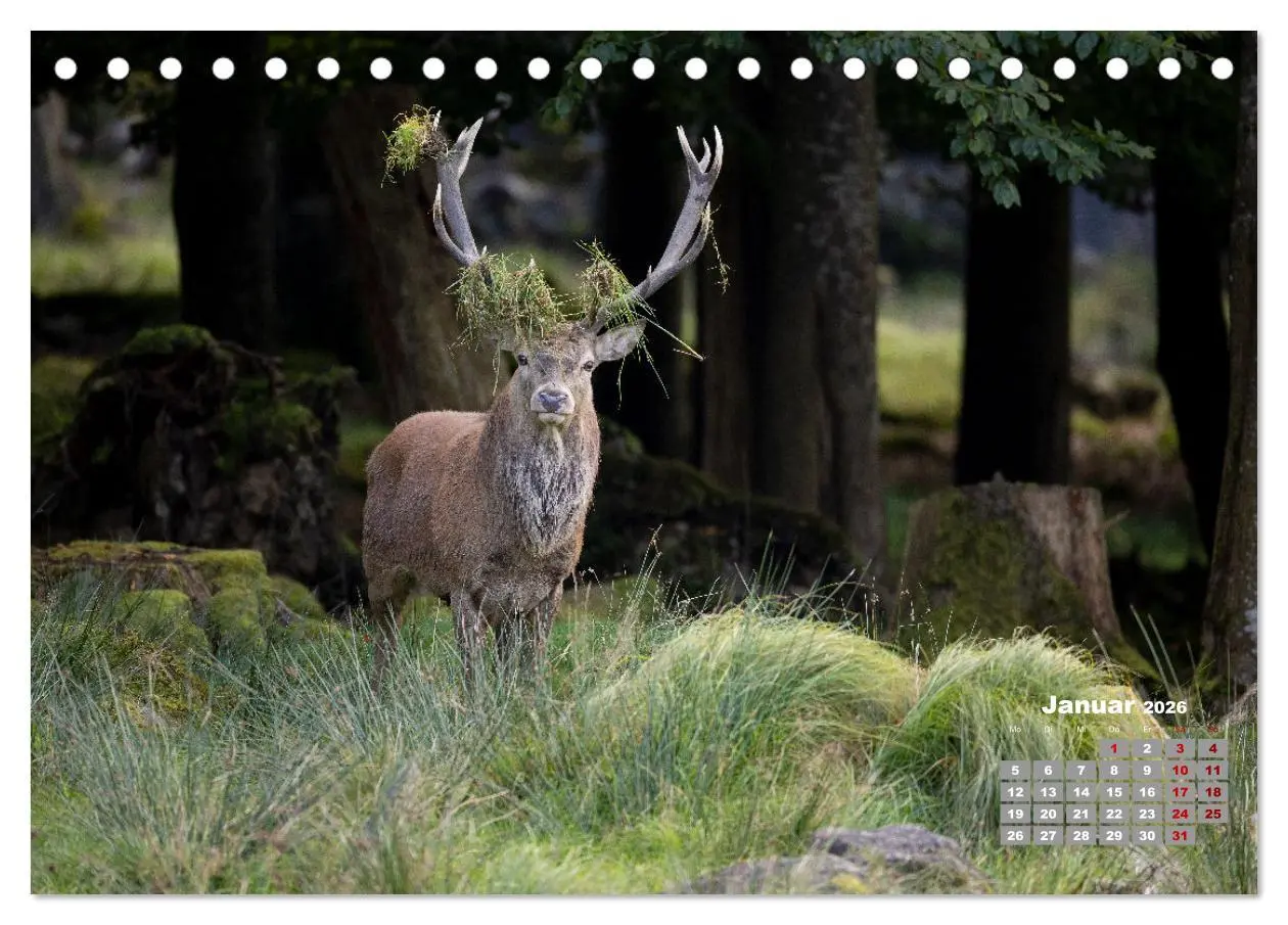 Bild: 9783457611357 | Krafttier Hirsch (Tischkalender 2026 DIN A5 quer), CALVENDO...