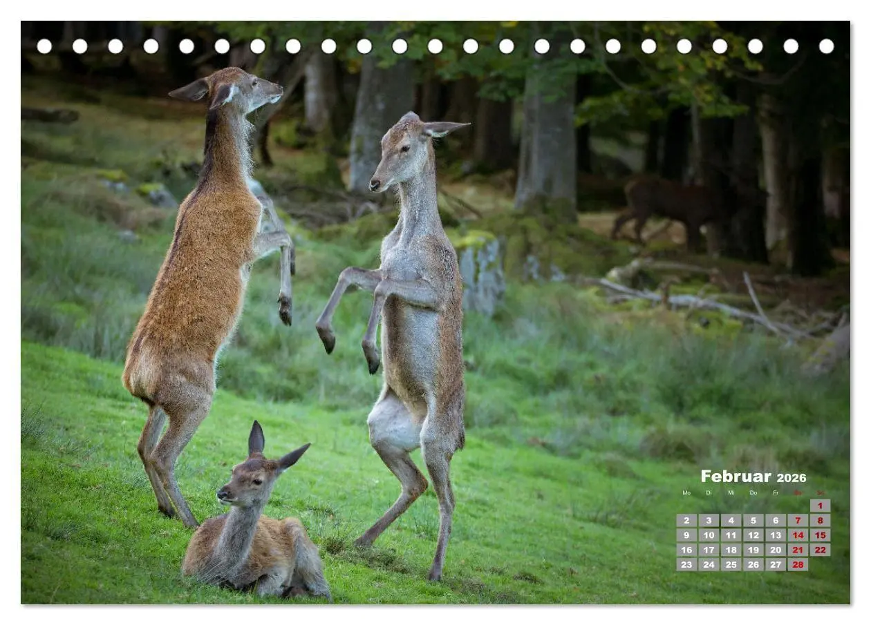 Bild: 9783457611357 | Krafttier Hirsch (Tischkalender 2026 DIN A5 quer), CALVENDO...