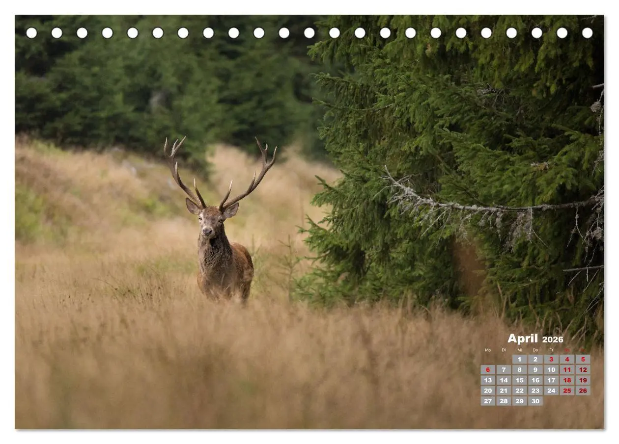 Bild: 9783457611357 | Krafttier Hirsch (Tischkalender 2026 DIN A5 quer), CALVENDO...