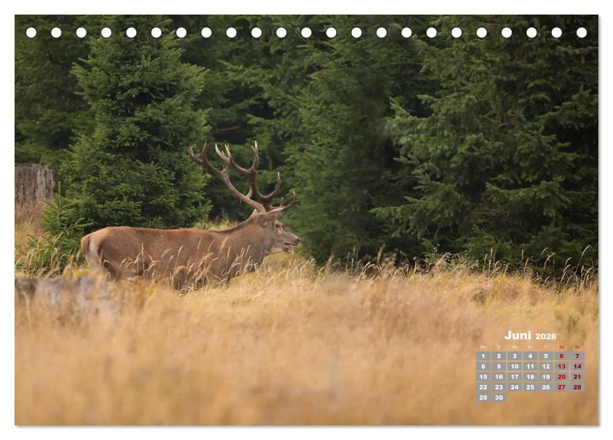 Bild: 9783457611357 | Krafttier Hirsch (Tischkalender 2026 DIN A5 quer), CALVENDO...