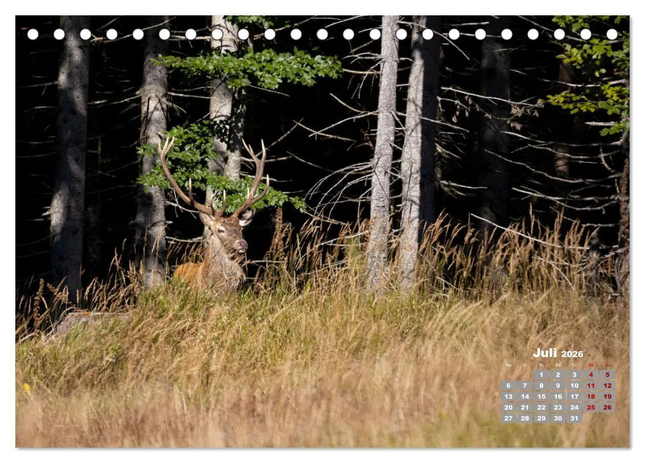 Bild: 9783457611357 | Krafttier Hirsch (Tischkalender 2026 DIN A5 quer), CALVENDO...