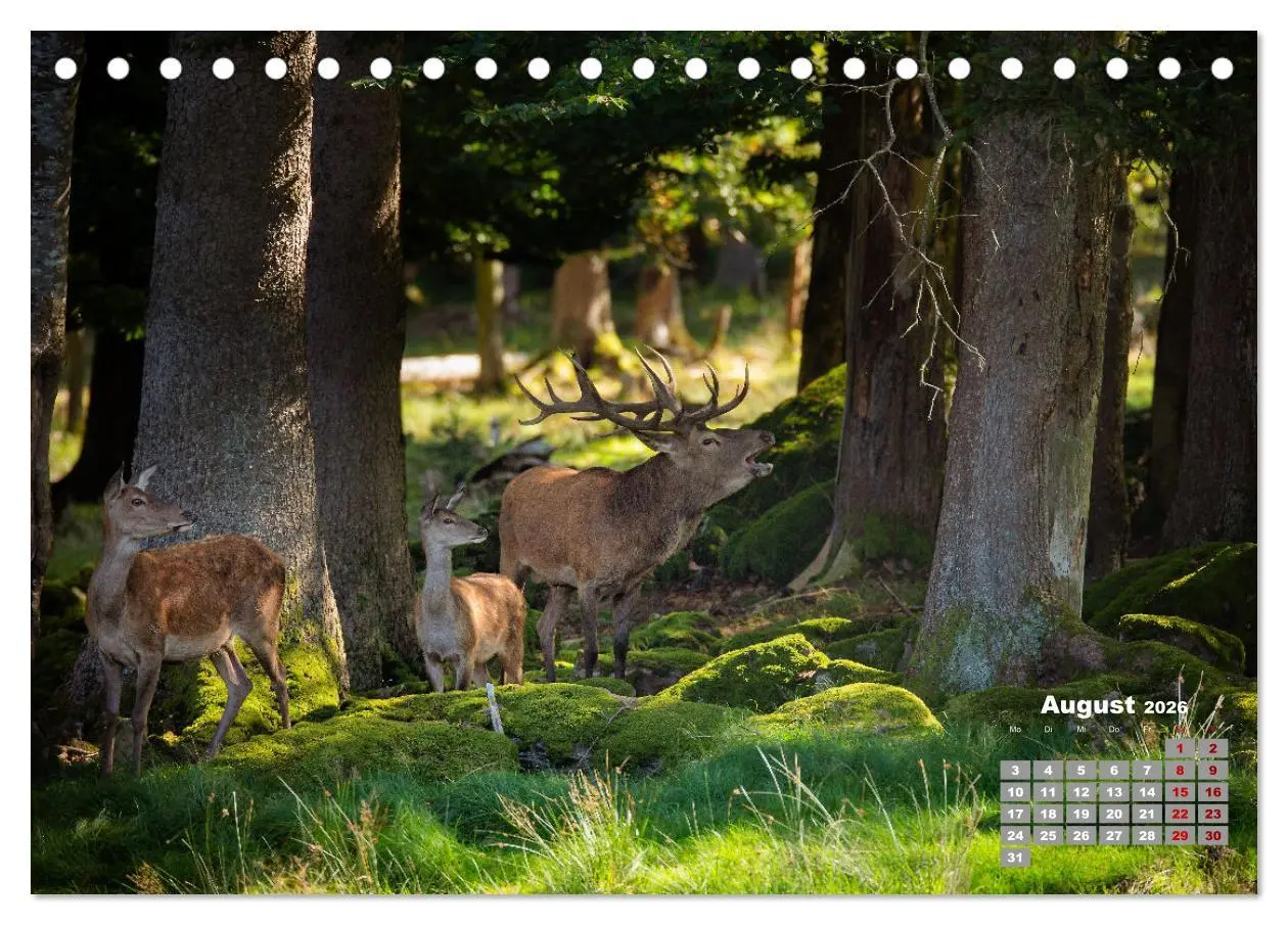 Bild: 9783457611357 | Krafttier Hirsch (Tischkalender 2026 DIN A5 quer), CALVENDO...