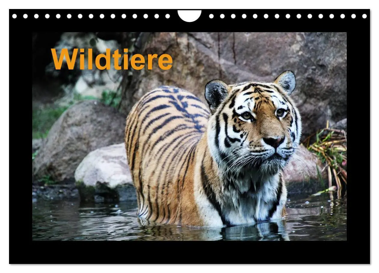 Cover: 9783516181357 | Wildtiere (Wandkalender 2026 DIN A4 quer), CALVENDO Monatskalender